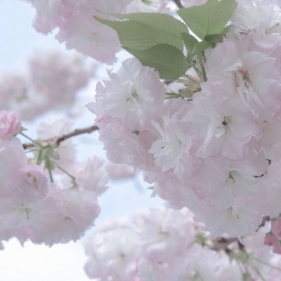 Furry色彩对比技巧福瑞群